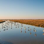 que-visiter-en-camargue-dans-le-week-end-qui-arrive-627.jpeg